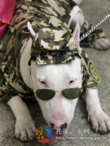 dog in fatigues
